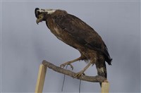 藏品(大冠鷲)的圖片